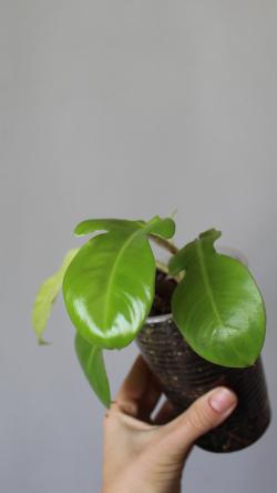 Sadnice - sobne biljke: Philodendron Squamiferum